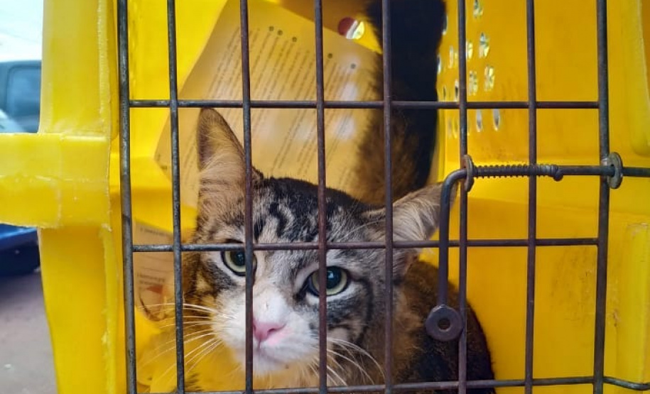 15 mil animais serão castrados até o fim do ano. Foto: SEDEST