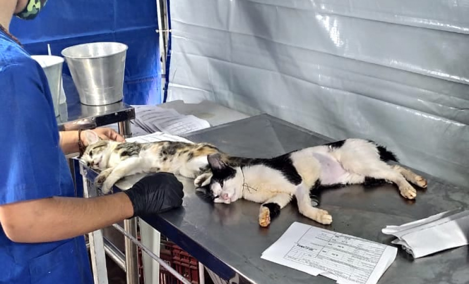 15 mil animais serão castrados até o fim do ano. Foto: SEDEST