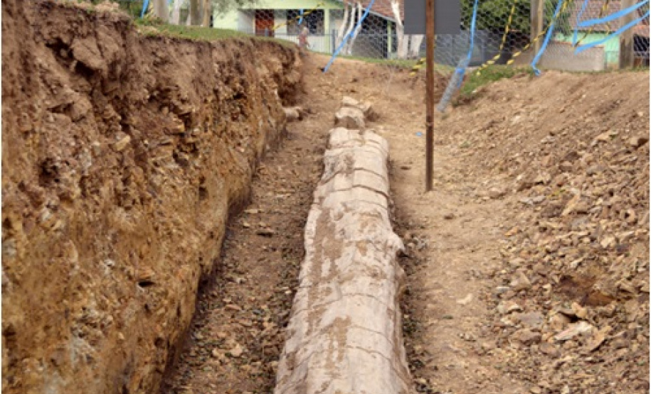 Pinheira de Pedra.Foto: Divulgação/IAT