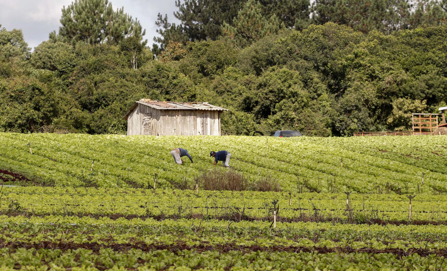 Nova modalidade do PAA vai atender pequenos produtores individuais
.Foto:Arnaldo Alves/AEN
