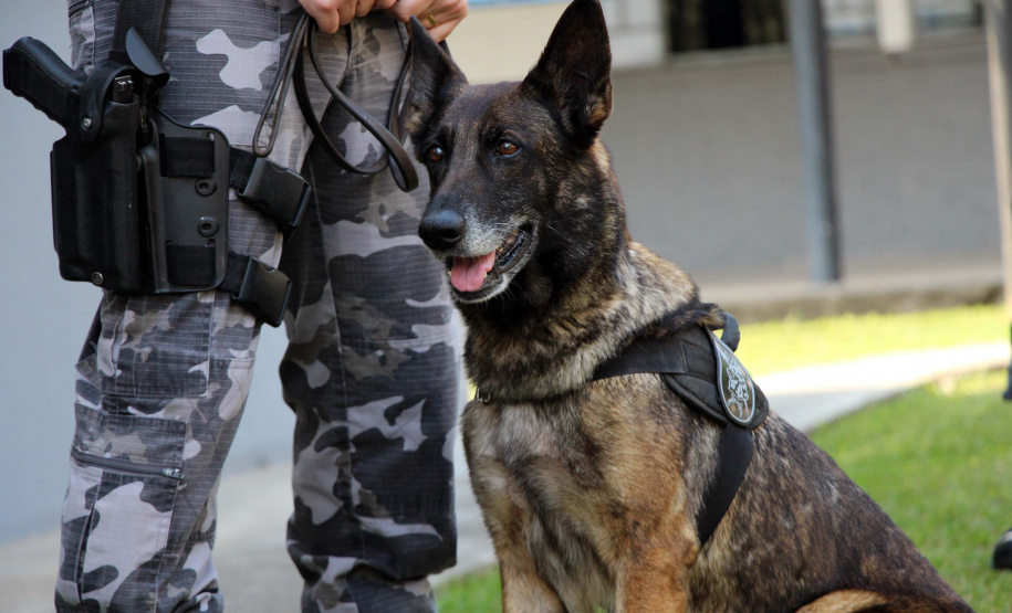 Com ajuda de cães, PM apreende mais de 38 toneladas de maconha
.