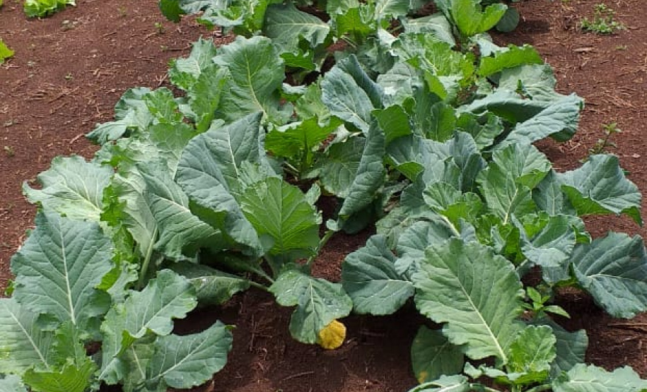 O projeto Renda Agricultor Familiar - ação do programa Nossa Gente criada em 2015, para ajudar as famílias que vivem no campo - já atendeu até o momento mais de 5