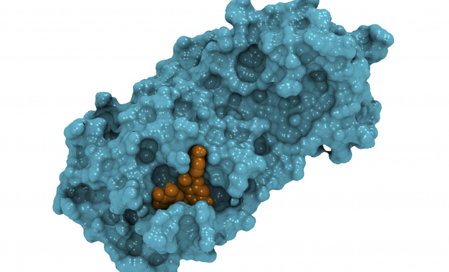 Representação da estrutura da enzima NSP5 de SARS-CoV2 (em azul) ligada a um dos produtos naturais identificados na pesquisa (laranja).