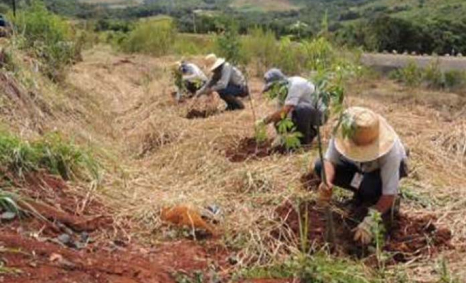 Paraná é premiado por projeto de recuperação de áreas degradadas. Foto:Copel