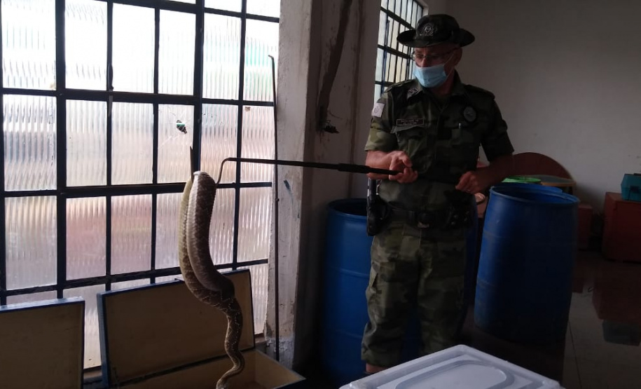 153 cobras peçonhentas são recolhidas de residência em Mandaguari
Foto:SEDEST/Polícia Ambiental