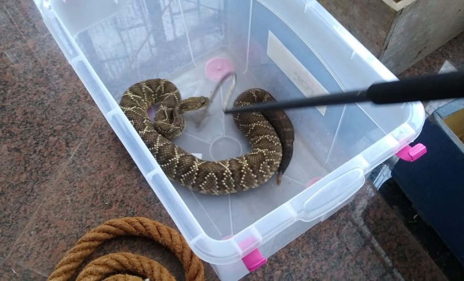 153 cobras peçonhentas são recolhidas de residência em Mandaguari
Foto:SEDEST/Polícia Ambiental
