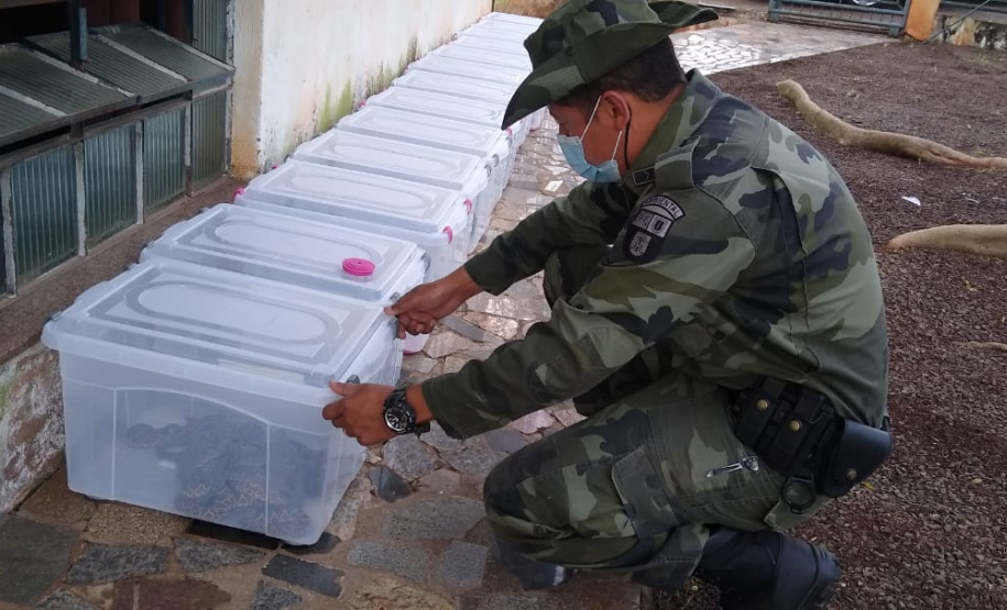 153 cobras peçonhentas são recolhidas de residência em Mandaguari
Foto:SEDEST/Polícia Ambiental