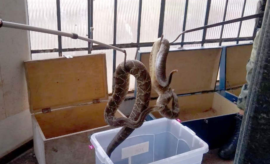 153 cobras peçonhentas são recolhidas de residência em Mandaguari
Foto:SEDEST/Polícia Ambiental