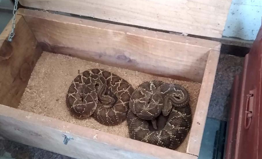 153 cobras peçonhentas são recolhidas de residência em Mandaguari
Foto:SEDEST/Polícia Ambiental