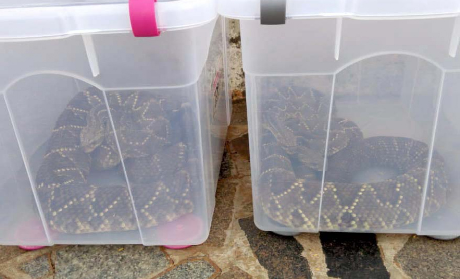153 cobras peçonhentas são recolhidas de residência em Mandaguari
Foto:SEDEST/Polícia Ambiental