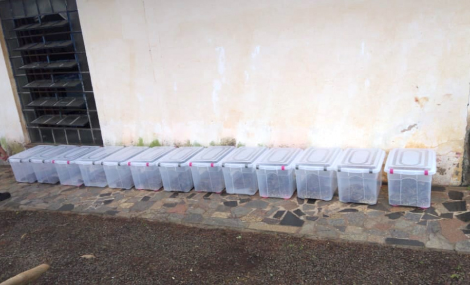 153 cobras peçonhentas são recolhidas de residência em Mandaguari
Foto:SEDEST/Polícia Ambiental