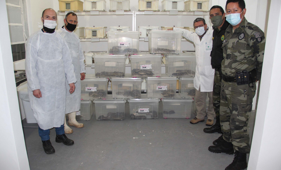 Sesa vai reativar a produção de soro contra picadas de cobras
. Foto:SESA