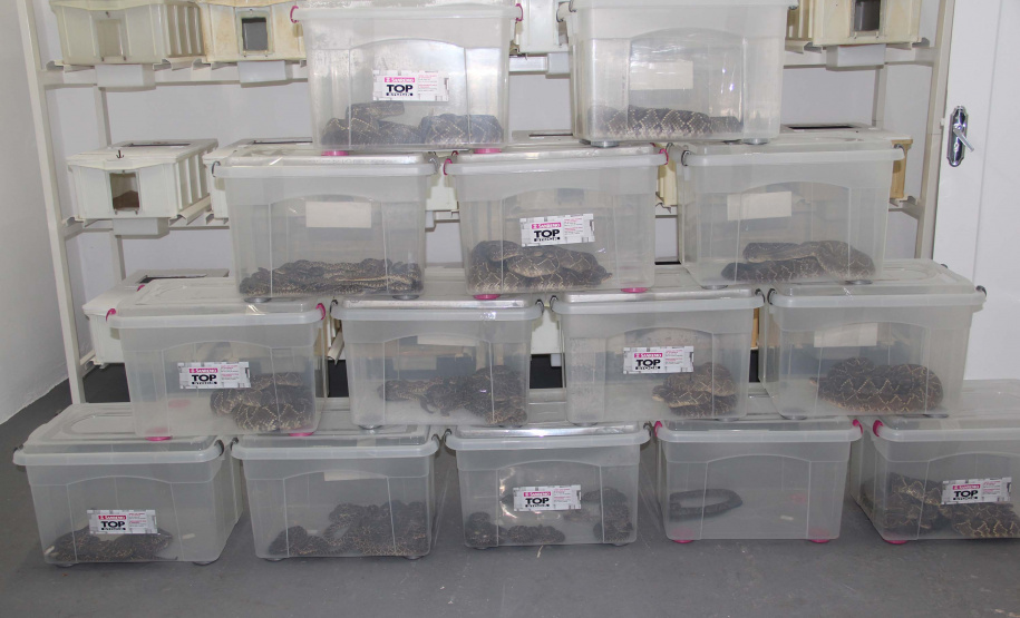 Sesa vai reativar a produção de soro contra picadas de cobras
. Foto:SESA