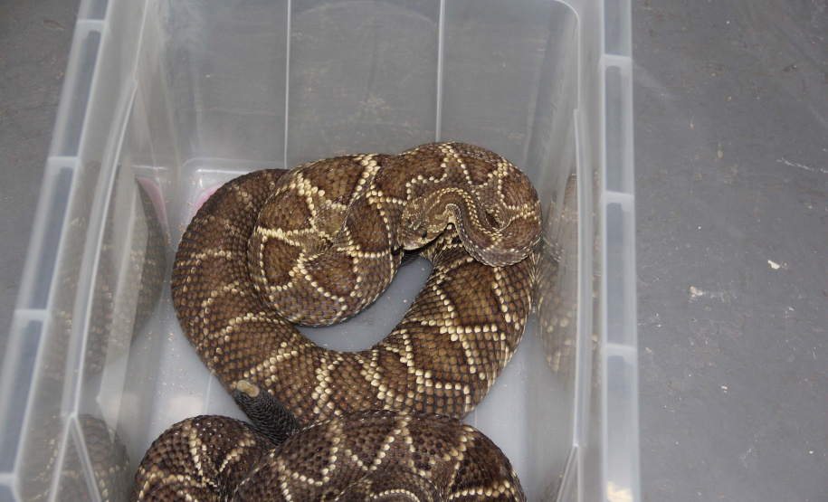 Sesa vai reativar a produção de soro contra picadas de cobras
. Foto:SESA