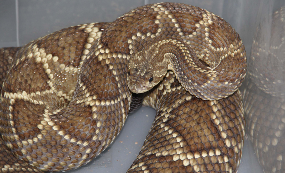 Sesa vai reativar a produção de soro contra picadas de cobras
. Foto:SESA