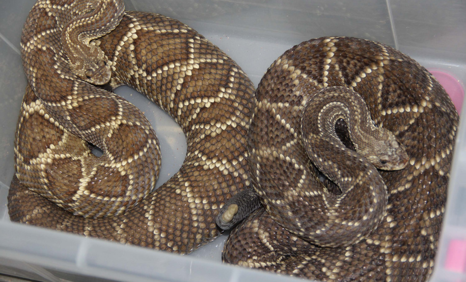 Sesa vai reativar a produção de soro contra picadas de cobras
. Foto:SESA