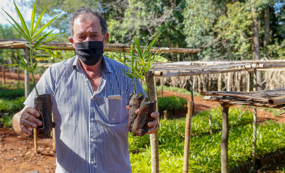 Município de Ivaiporã quer se
transformar na capital do açaí. Osvaldo Ferreira de Paula.