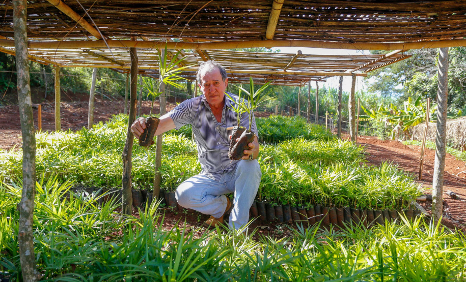 Município de Ivaiporã quer se
transformar na capital do açaí. Osvaldo Ferreira de Paula.