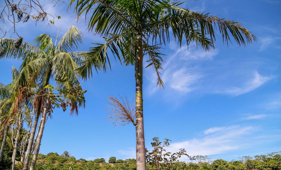 Município de Ivaiporã quer se
transformar na capital do açaí