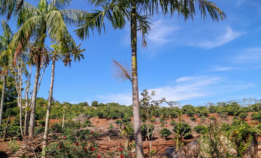 Município de Ivaiporã quer se
transformar na capital do açaí