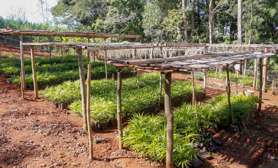Município de Ivaiporã quer se
transformar na capital do açaí