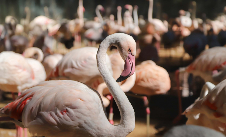 04/2019 - Foz do Iguaçu - Parque das Aves. Foto: José Fernando Ogura/AEN