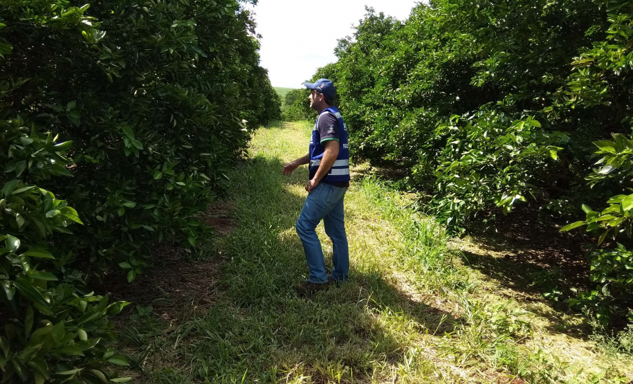 Novos procedimentos qualificam a certificação fitossanitária no Paraná.Foto:Adapar