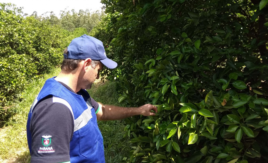 Novos procedimentos qualificam a certificação fitossanitária no Paraná.Foto:Adapar