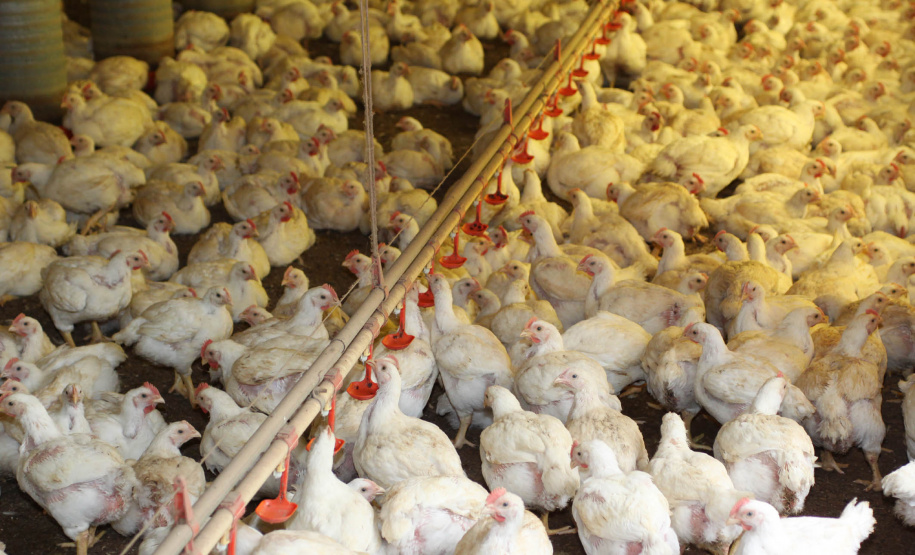 VBP do Paraná em 2019 bate
recorde e soma R$ 97,7 bilhões. Foto: Jonas Oliveira/Arquivo AEN