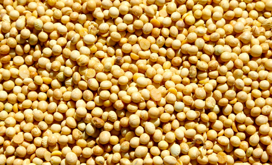 Safra soja 2020. Fotos:Jaelson Lucas / AEN