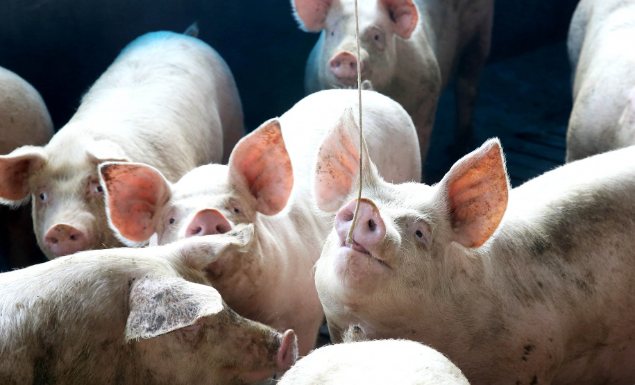 Suinocultura. CARAMBEÍ, 12/09/2019 Foto:Jaelson Lucas / AEN