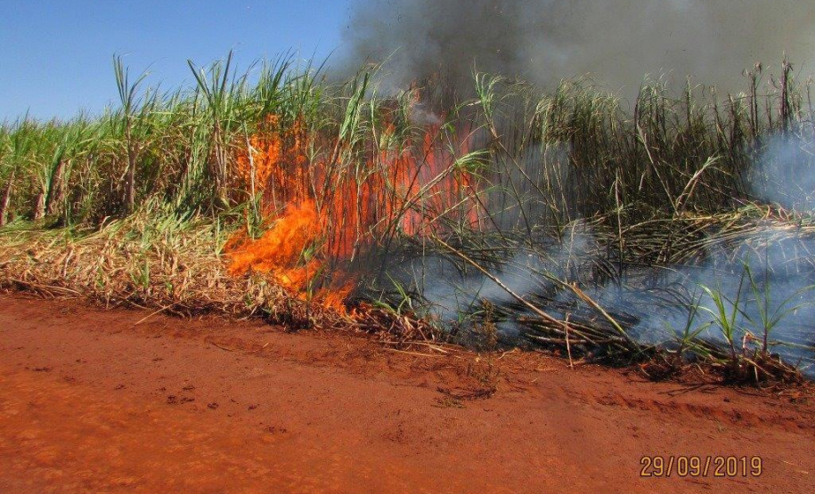 Paraná suspende por 30 dias queimada de cana-de-açúcar. Foto:SEDEST