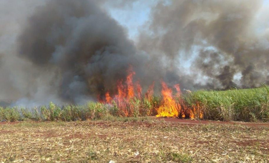 Paraná suspende por 30 dias queimada de cana-de-açúcar. Foto:SEDEST