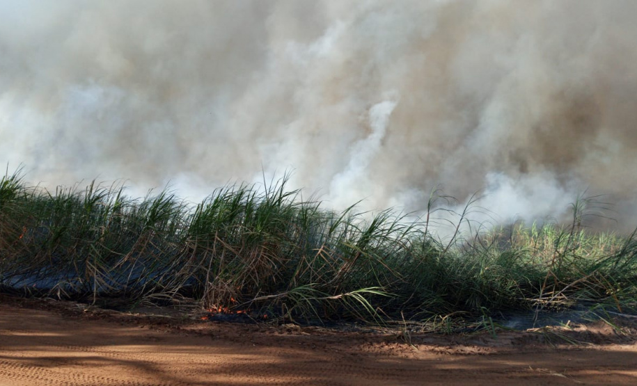 Paraná suspende por 30 dias queimada de cana-de-açúcar. Foto:SEDEST