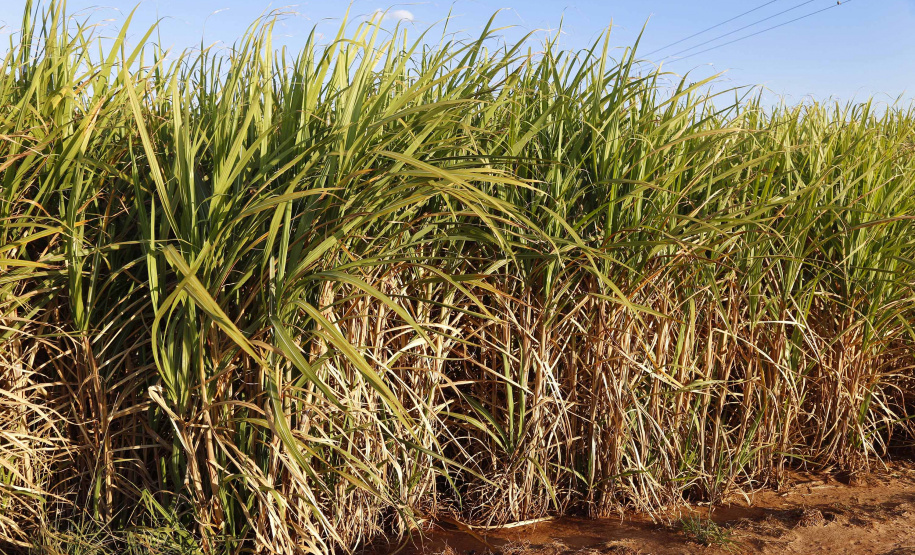 Paraná suspende por 30 dias queimada de cana-de-açúcar
. Foto:Arquivo AEN