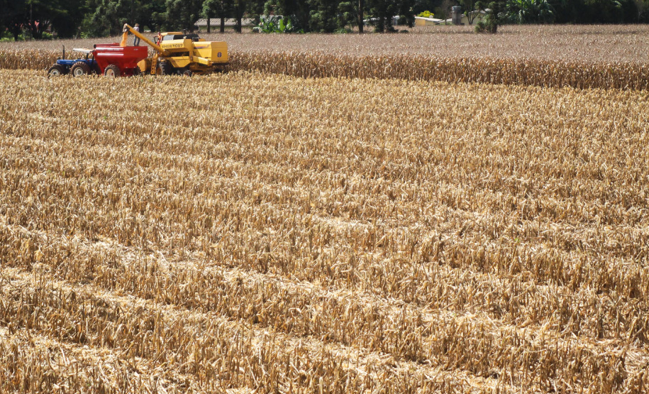 Boletim agropecuário destaca colheita do milho no Paraná.Foto: Jonas Oliveira/Arquivo AEN