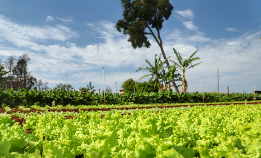 Procura por orgânicos cresce com a pandemia. Foto:José Fernando Ogura/AEN