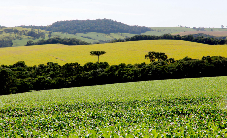 Preço das terras no Paraná cresceu cerca de 12% este ano. Fotos:Jaelson Lucas / AEN