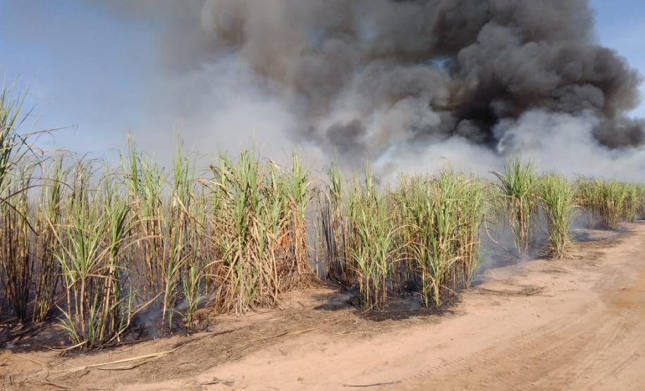 Prazo para a suspensão da queima controlada de cana-de-açúcar no Paraná é adiado
. Foto:SEDEST