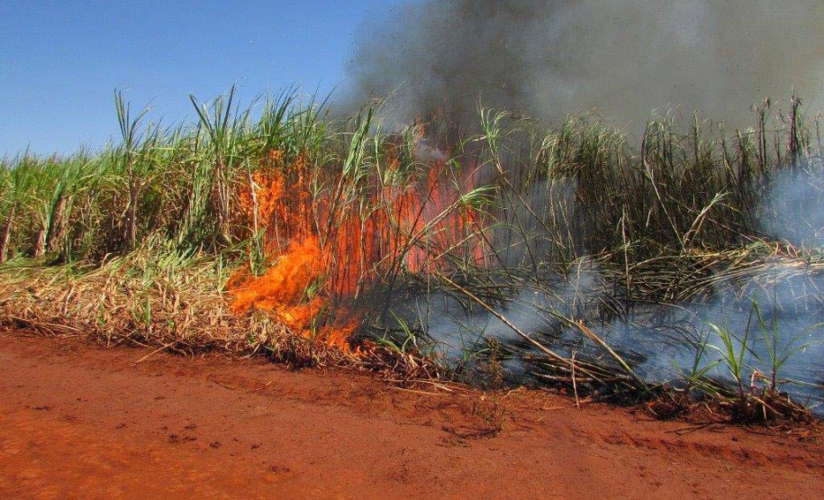 Prazo para a suspensão da queima controlada de cana-de-açúcar no Paraná é adiado
. Foto:SEDEST