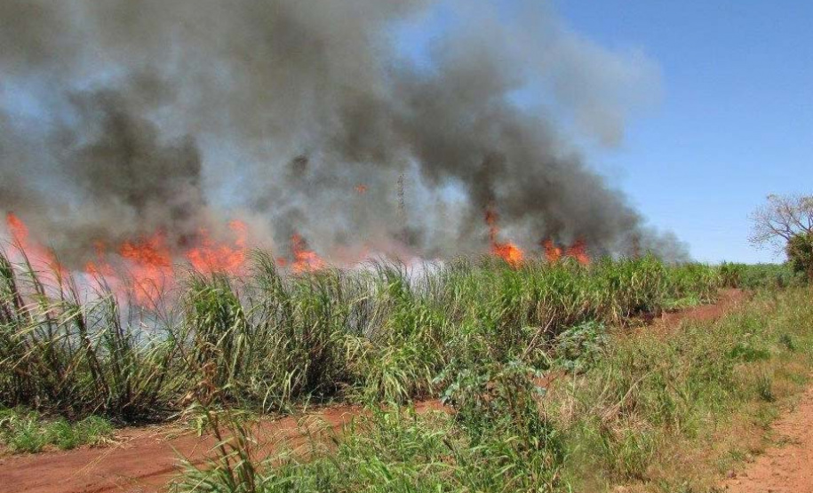 Prazo para a suspensão da queima controlada de cana-de-açúcar no Paraná é adiado
. Foto:SEDEST
