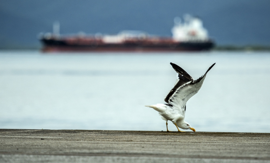 Porto de Paranaguá atinge marca de 99,29% em avaliação ambiental