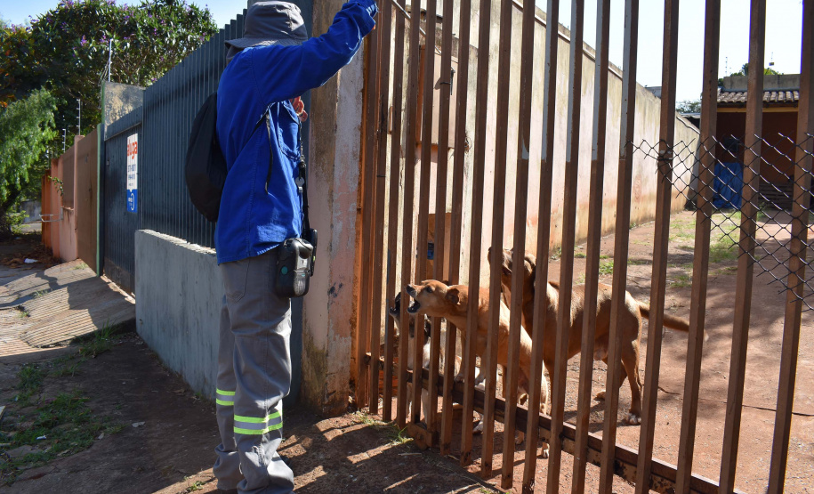 Copel alerta sobre cuidados com cães. Foto: Copel