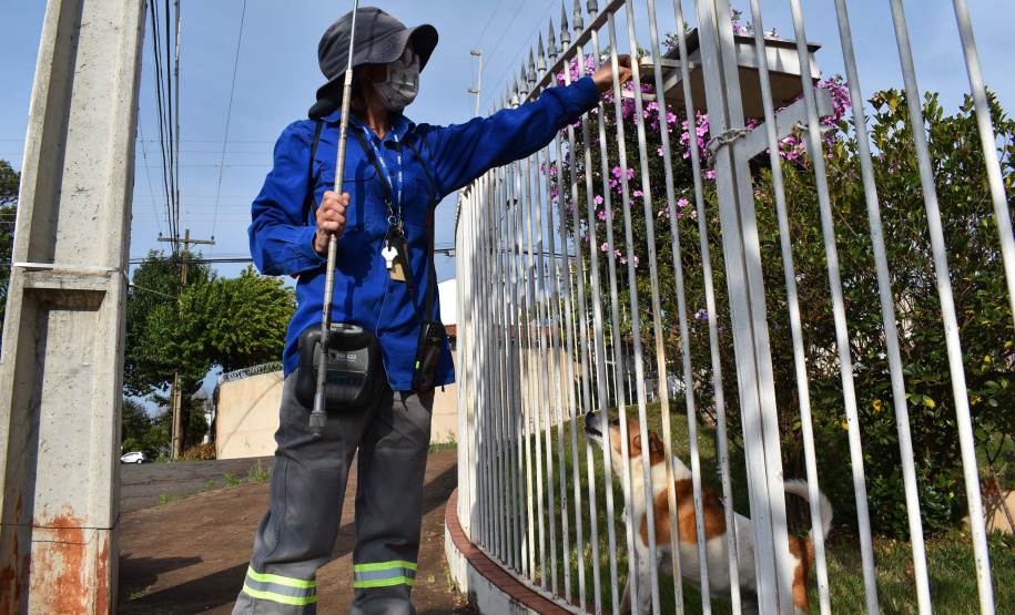 Copel alerta sobre cuidados com cães. Foto: Copel
