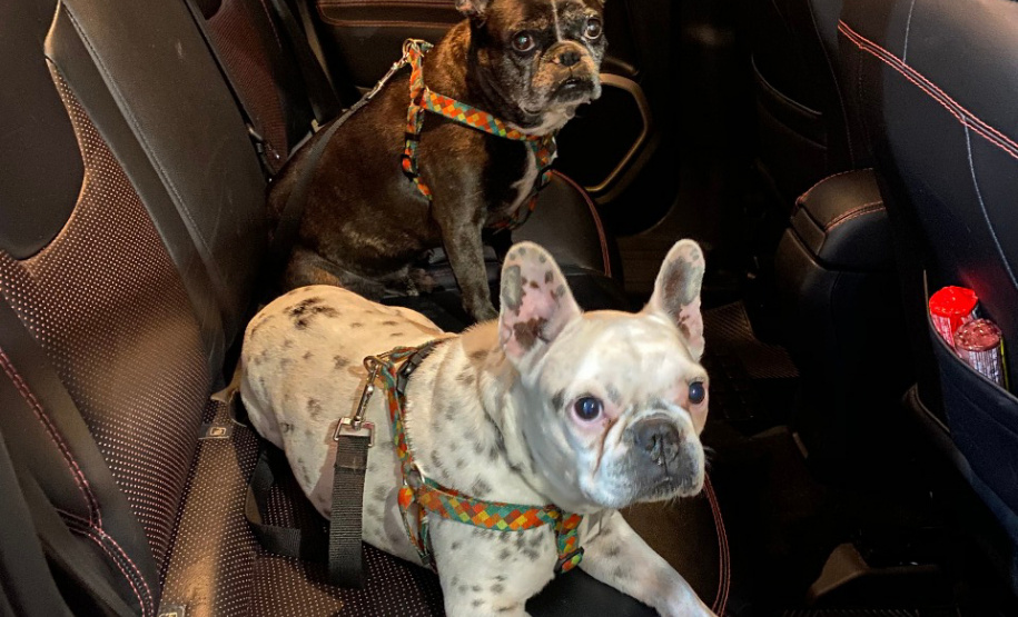 Detran-PR orienta sobre forma correta de transportar animais. Foto: Divulgação AEN