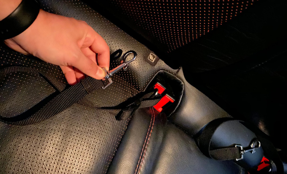 Detran-PR orienta sobre forma correta de transportar animais. Foto: Divulgação AEN