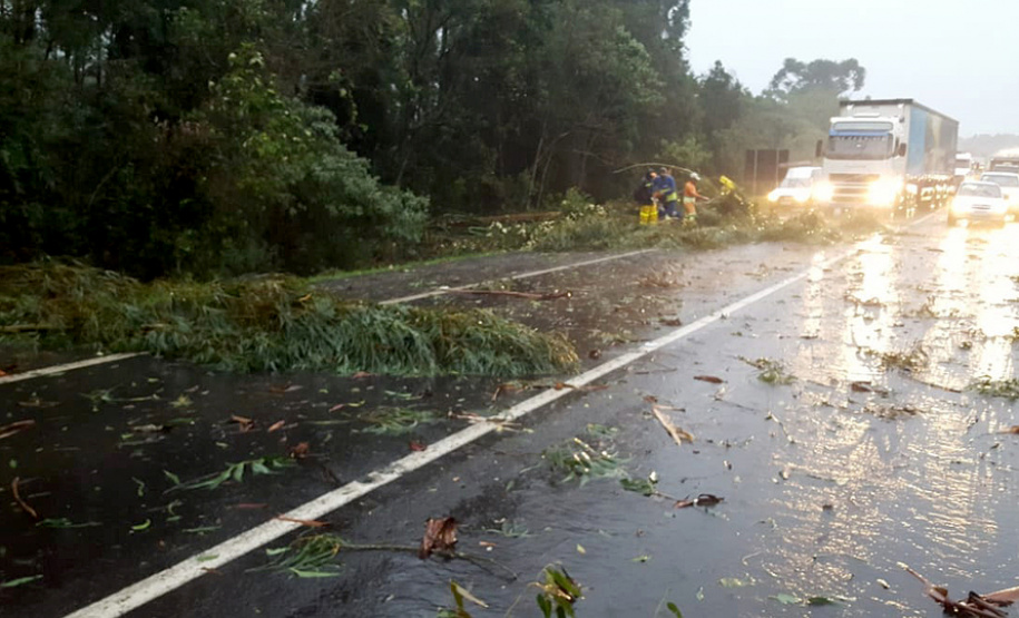 Ventos fortes podem ocasionar quedas de árvores no Paraná. Foto:SEDEST