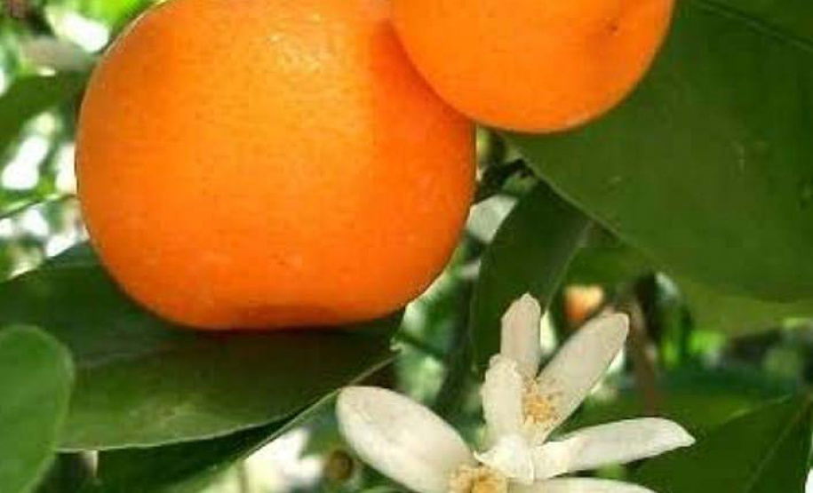 FOTO:Rafael de Almeida Monteiro Cropolato/Arquivo pessoal