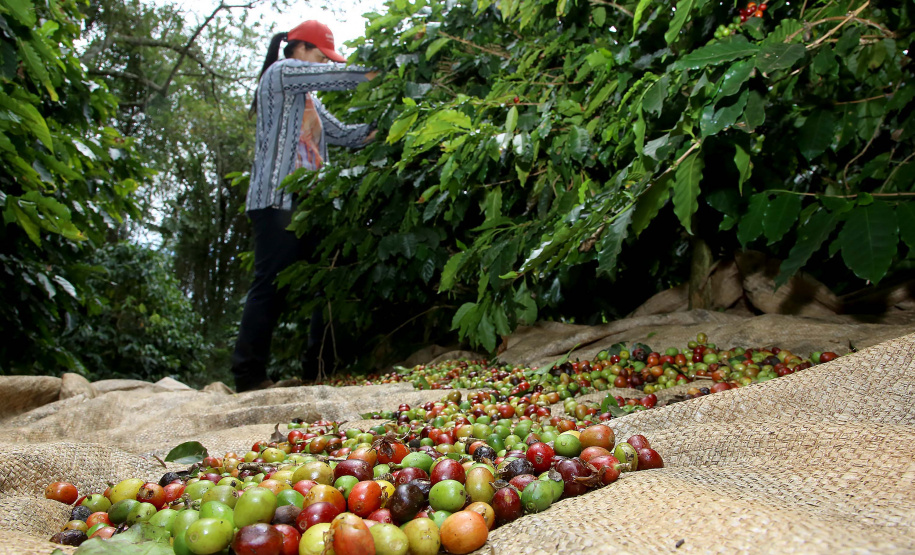 Plantação de café. Pinhalão 09/10/2019 Foto:Jaelson Lucas / AEN