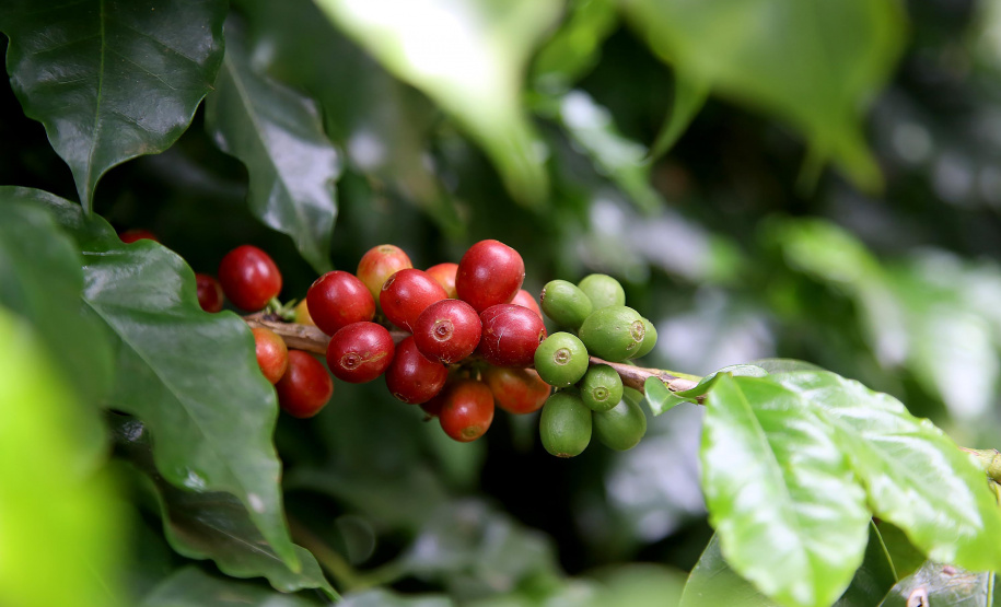 Plantação de café. Pinhalão 09/10/2019 Foto:Jaelson Lucas / AEN